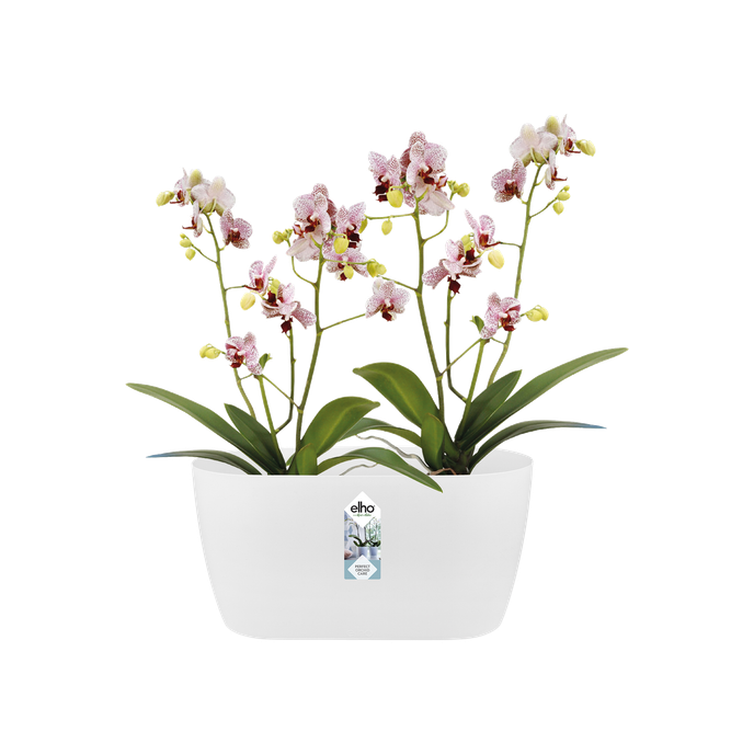 brussels orchidée duo 25cm blanc
